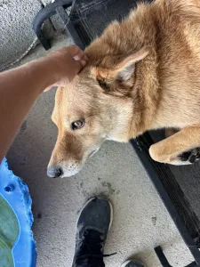 Adopt Leonidas