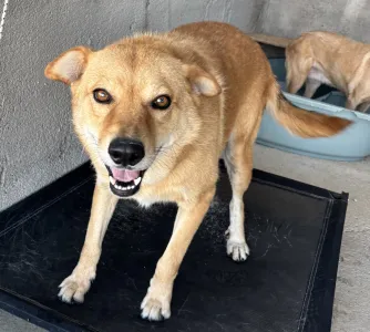 Adopt Leonidas