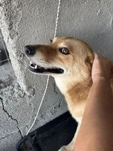 Adopt Leonidas