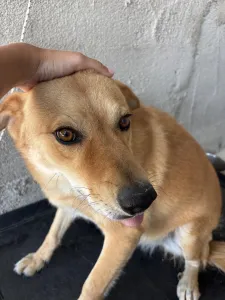 Adopt Leonidas