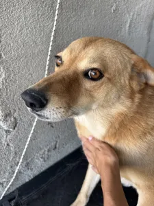 Adopt Leonidas