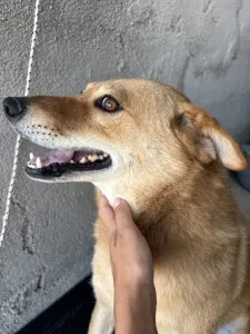 Adopt Leonidas