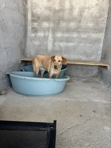 Adopt Meropi