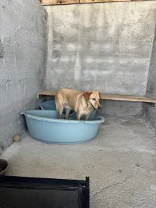 Adopt Meropi