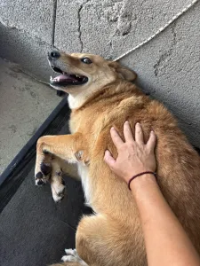 Adopt Leonidas