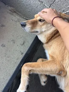 Adopt Leonidas