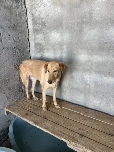 Adopt Meropi