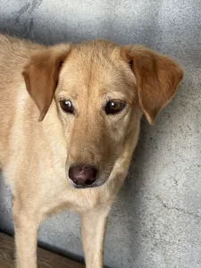 Adopt Meropi