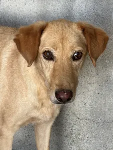 Adopt Meropi