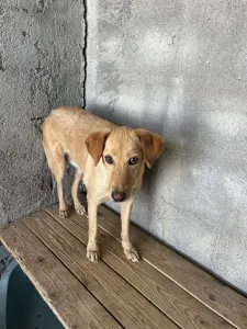 Adopt Meropi