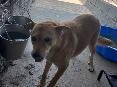 Adopt Meropi