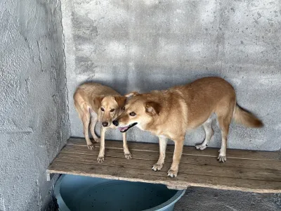 Adopt Meropi