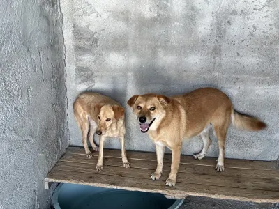 Adopt Meropi