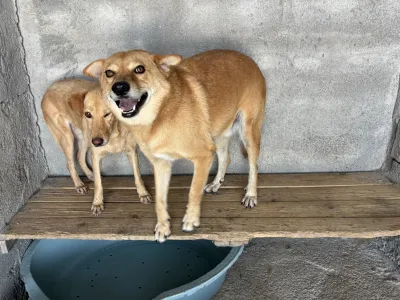 Adopt Meropi