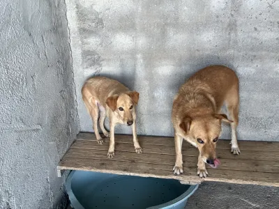 Adoptionsprofil für Meropi