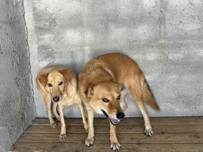 Adopt Leonidas