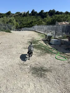 Adopt Sweet