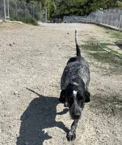 Adopt Sweet