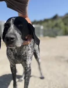 Adopt Sweet