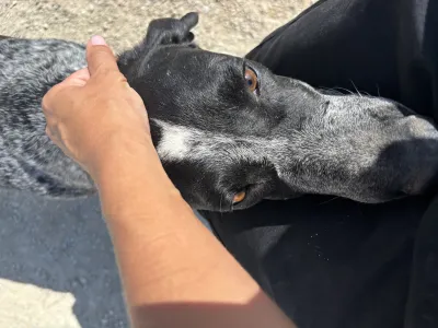 Adopt Sweet