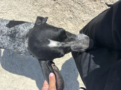Adopt Sweet
