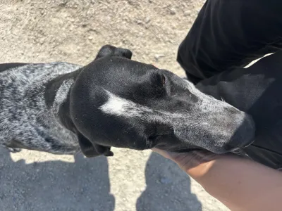 Adoptionsprofil für Sweet