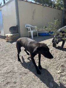 Adopt Diana