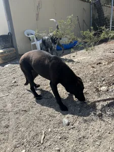 Adopt Diana