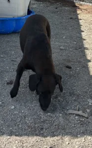 Adopt Diana