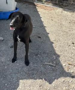 Adopt Diana