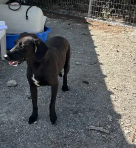 Adoptionsprofil für Diana