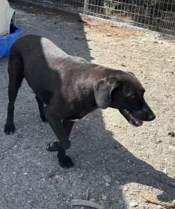 Adopt Diana