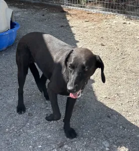 Adopt Diana