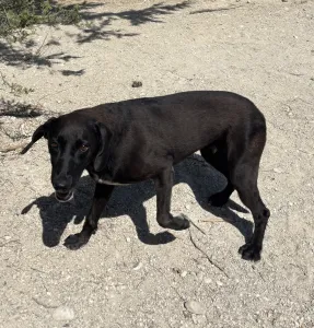 Adopt Diana