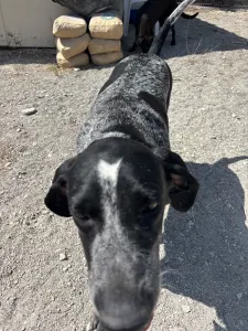 Adopt Sweet