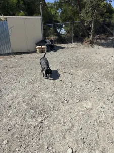 Adopt Sweet