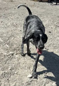 Adopt Sweet