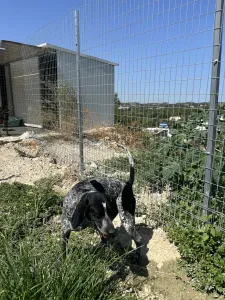 Adopt Sweet