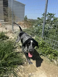 Adopt Sweet