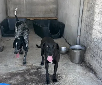 Adopt Sweet