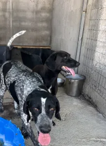 Adopt Sweet