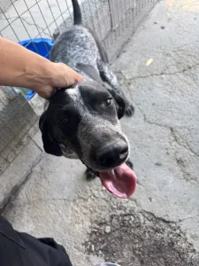 Adopt Sweet