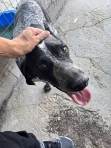 Adopt Sweet