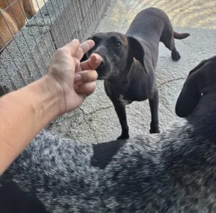 Adopt Diana