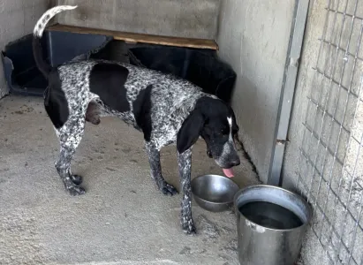Adopt Sweet