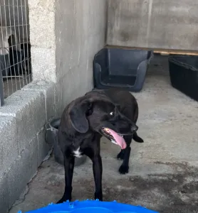 Adopt Diana