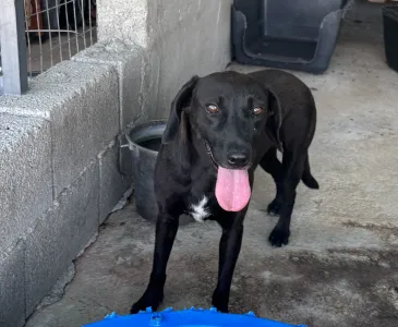 Adopt Diana
