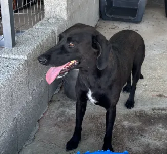 Adopt Diana