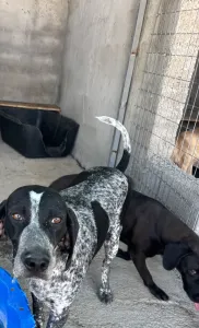 Adopt Sweet
