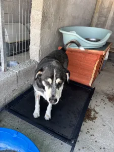 Adopt Alexis